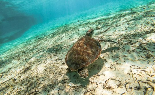 Snorkelen in Kroatië: 5x de mooiste plekken!