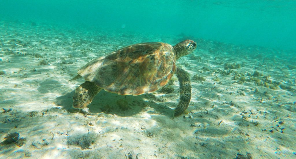 Snorkelen in Kroatië, een zee-schildpad 